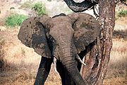 Picture 'KT1_26_34 African Elephant, Elephant, Tanzania, Tarangire'